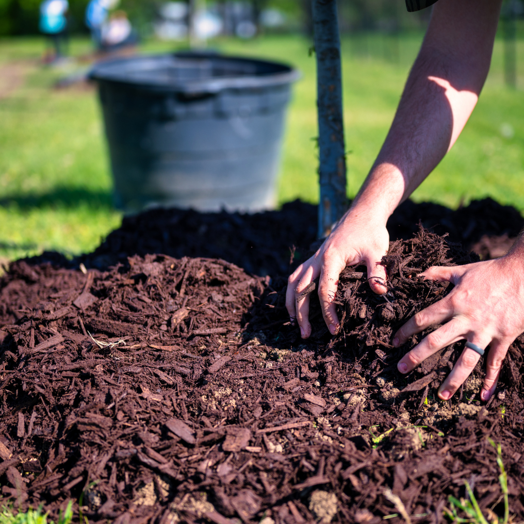Dig, Plant, Rinse