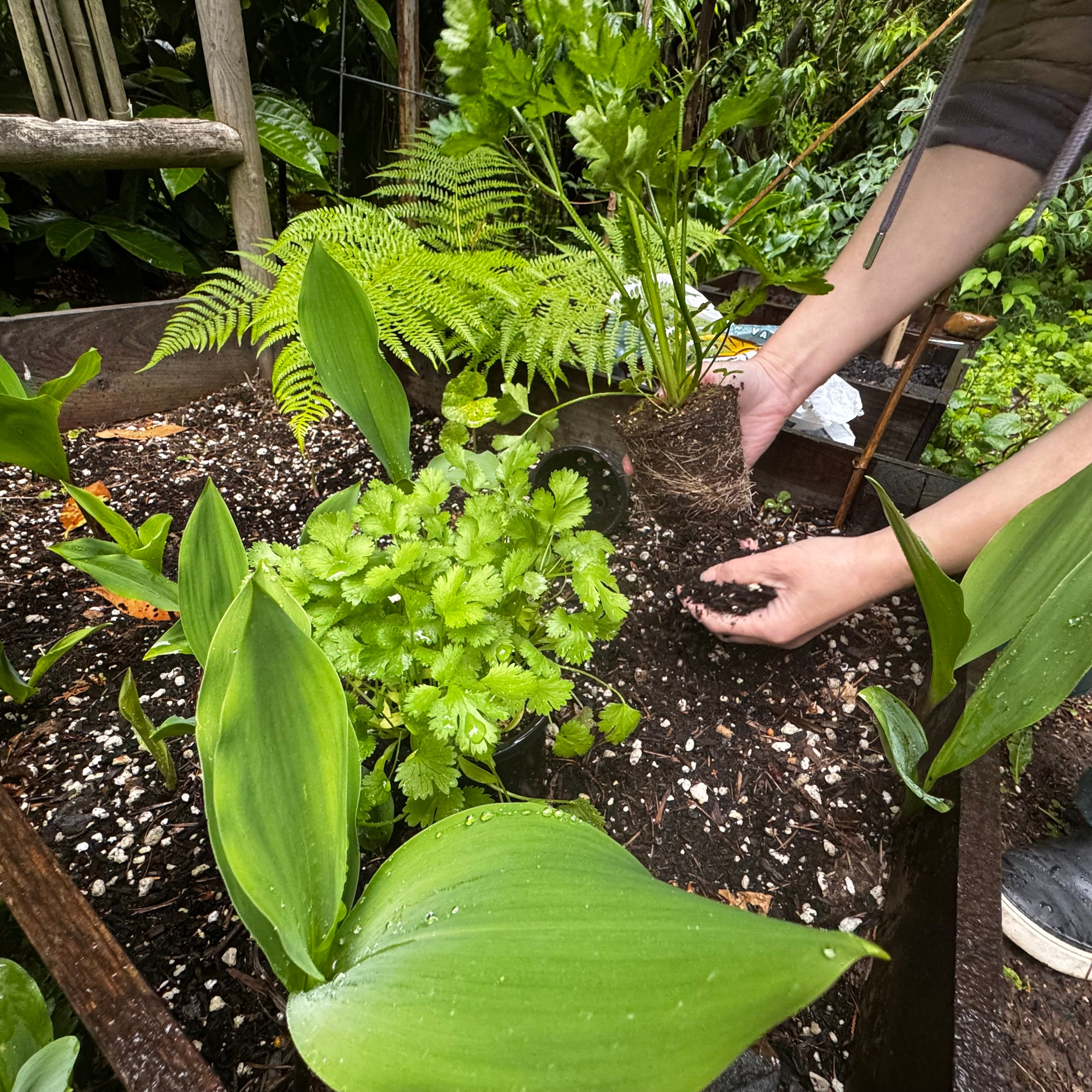 Dig, Plant, Rinse