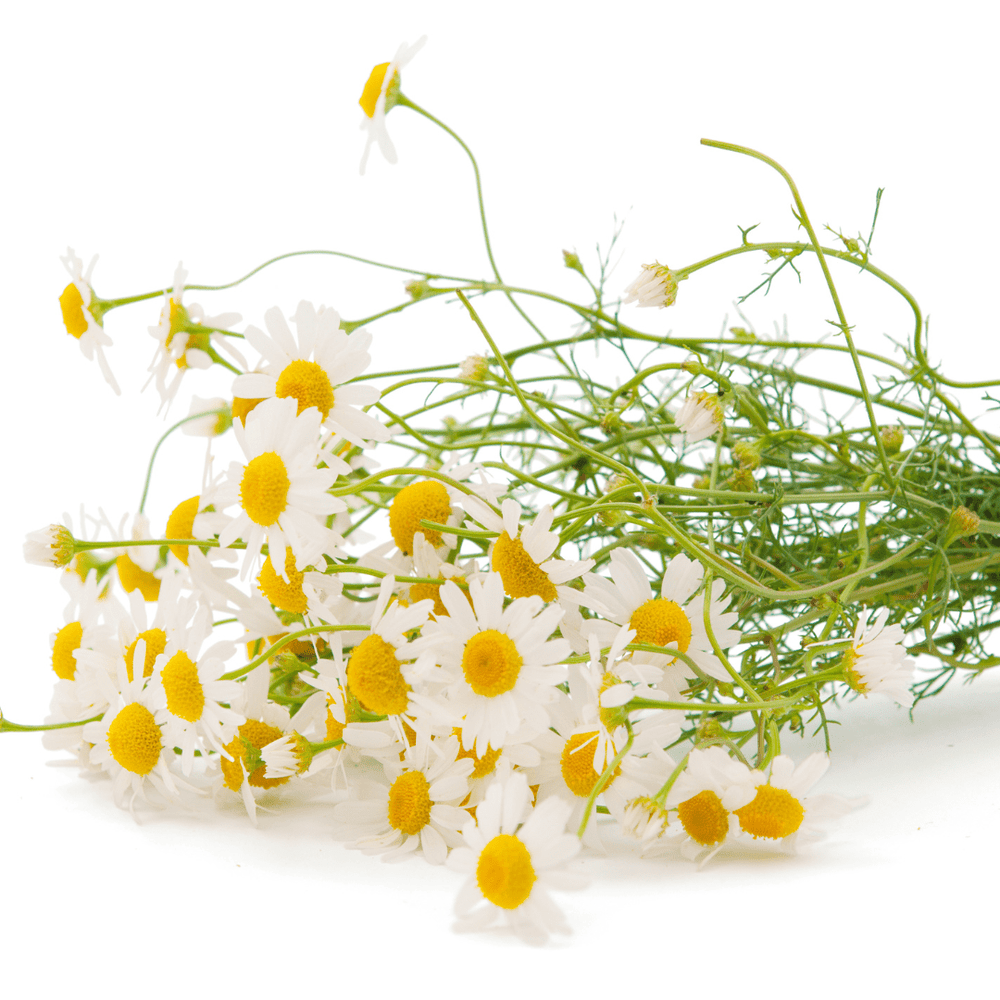 Chamomile flowers for sensitive skin collection
