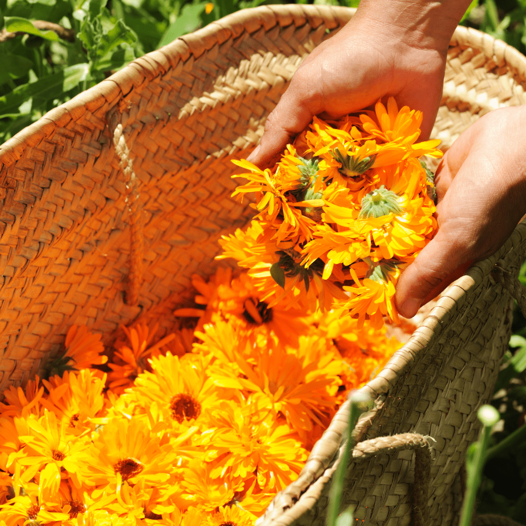 Basket of harvested calendula flowers
