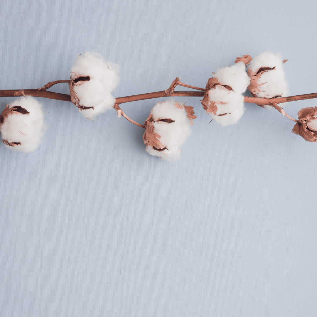 Cotton twig with fluffy cotton blooms.