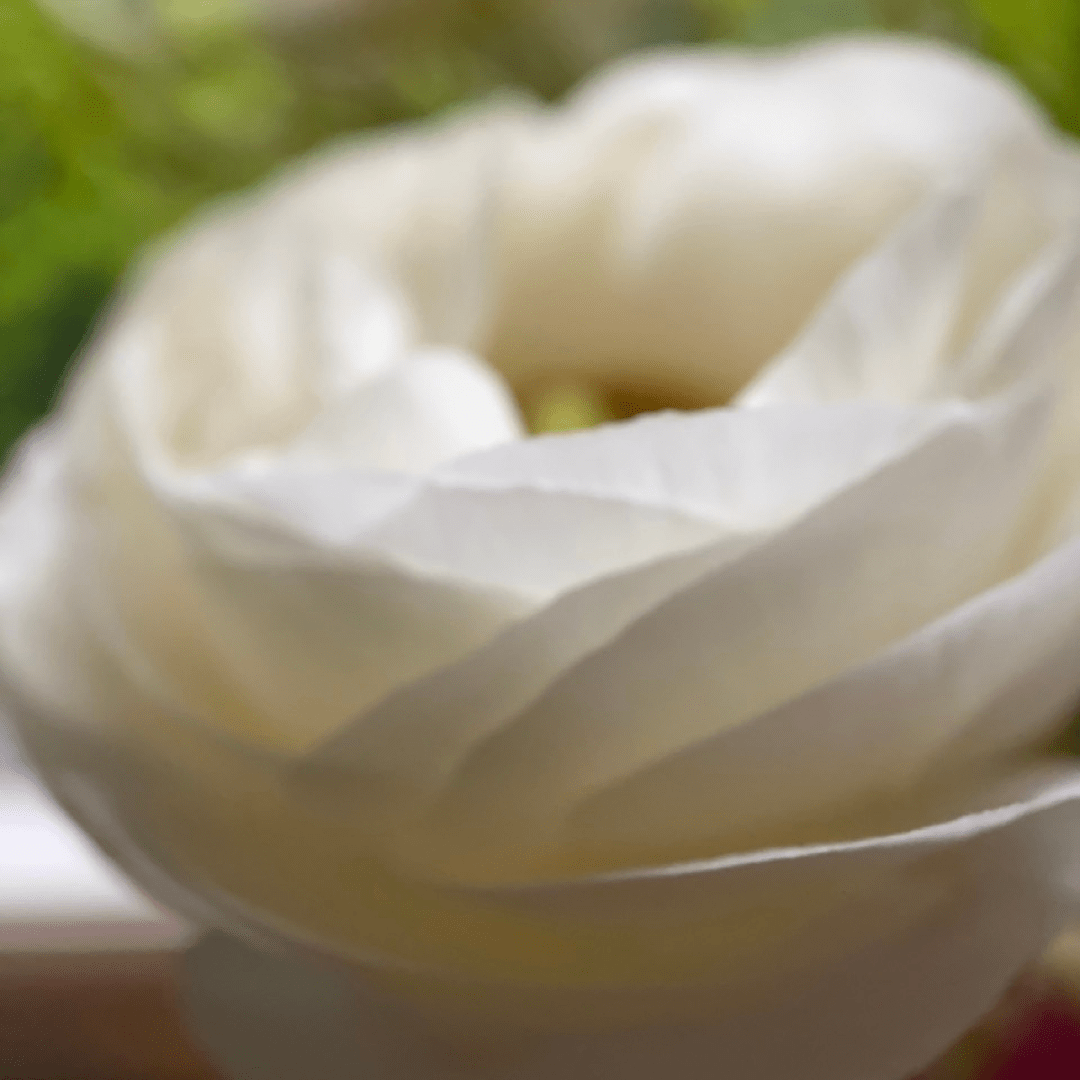 Soft white sensitive flower close-up