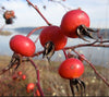 Image of rose hips which produce a skin-nourishing, scar reducing oil useful in soaps and cosmetics including Camamu's Chamomile Rose Hip Soap