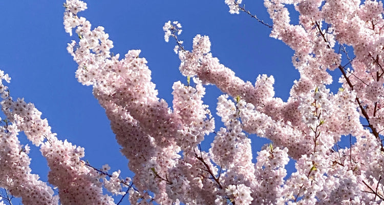 making green  feel-good soap