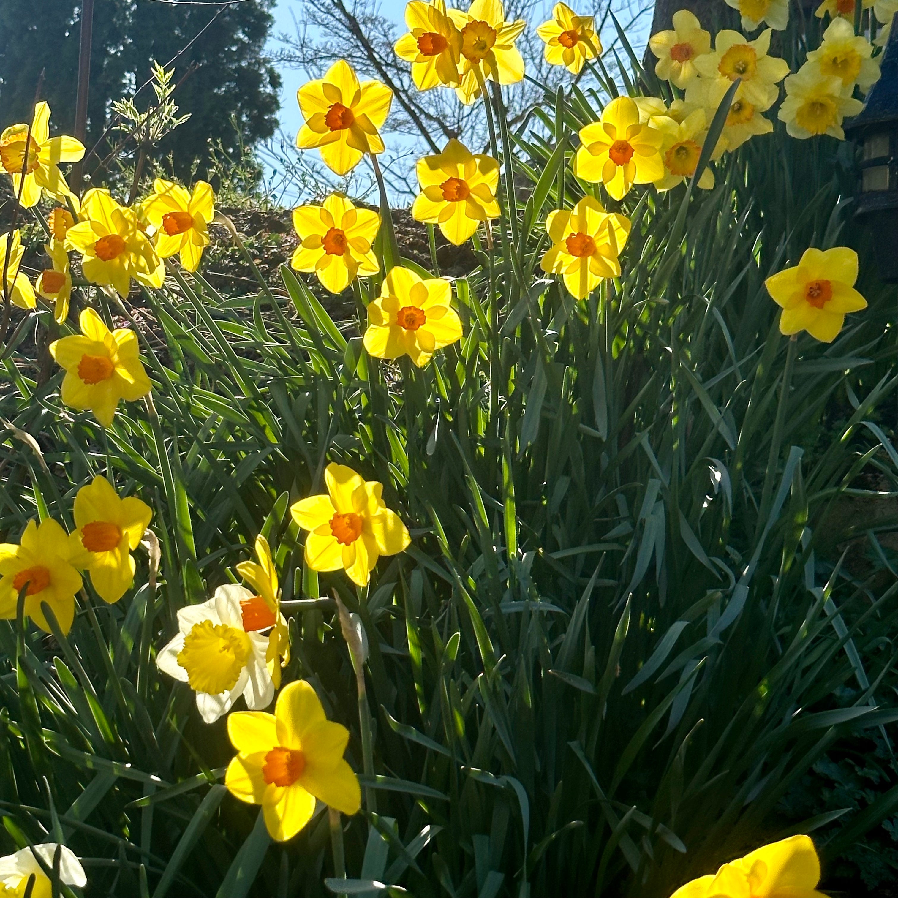 Individu Spring Spring!