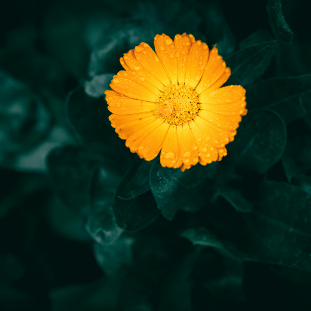 Soothing Rose Calendula Toner