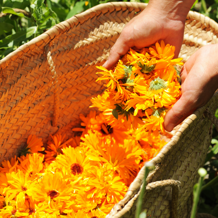 Calendula Sun Soap