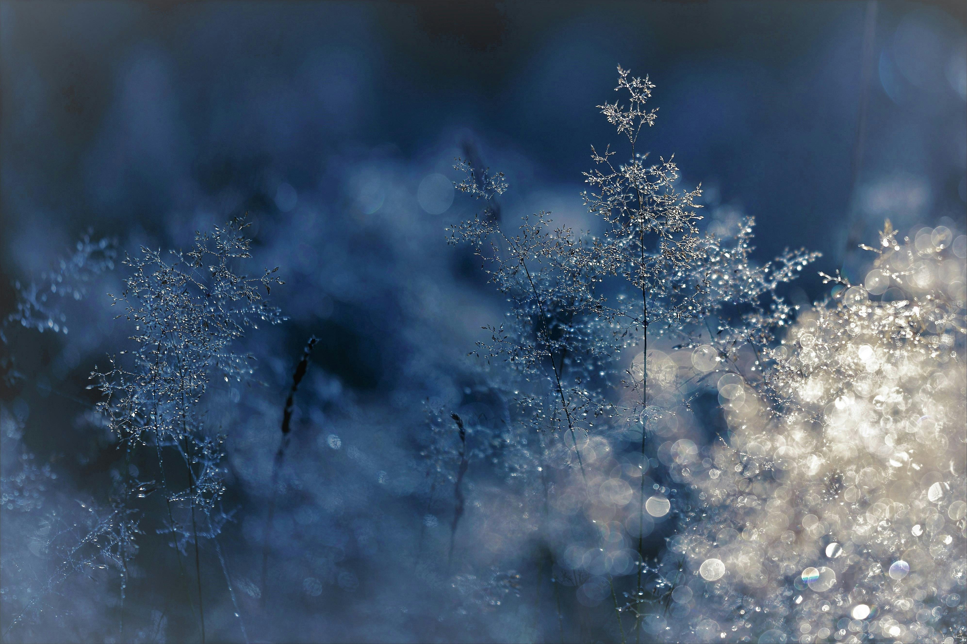 frosted winter plants with bokeh
